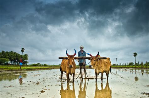 Native Rice Varieties Are Back In Tamil Nadu - Twav baby