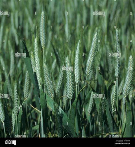 Triticale Triticum X Secale Fotograf As E Im Genes De Alta Resoluci N