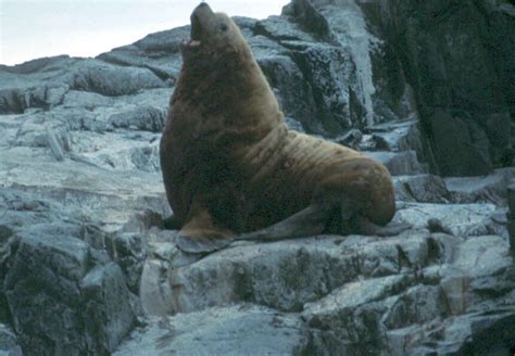 Free Picture Callorhinus Ursinus Northern Fur Sea Lion Animal Mammal