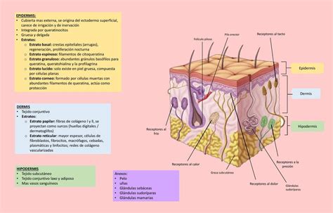 Resumen Sistema Tegumentario Epidermis Dermis Udocz