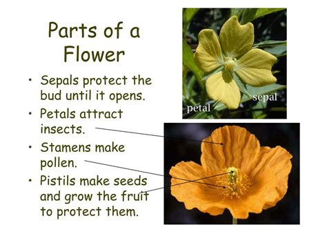 Ppt The Parts Of A Flower Powerpoint Presentation Free Download Id