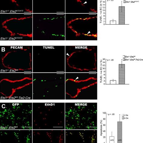 Increased Ec Apoptosis In Ets1 Ets2 Double Mutant Mice And In Cultured