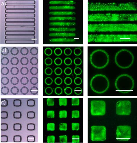 Comparison Between Fabricated Pdms Stamps Left Column And