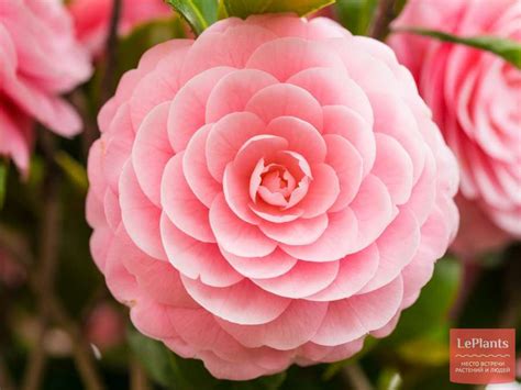 Камелия (Camellia) — описание, выращивание, фото | на LePlants.ru