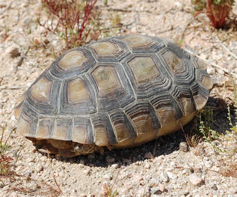 Desert Tortoise Project Noah