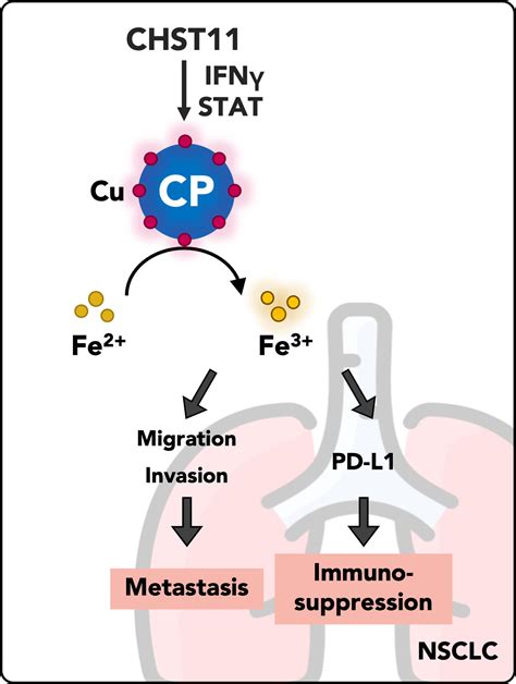 The CHST11CPmetal Ionic Axis Contributes To NSCLC Immune Escape And