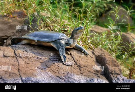 Indian Softshell Turtle Aka Gangetic Softshell Turtle Nilssonia