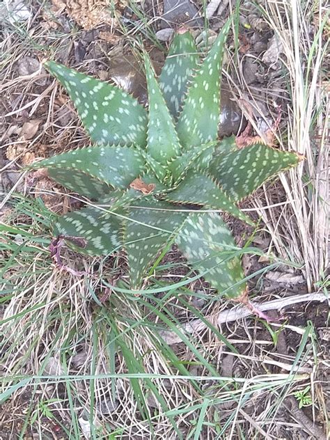 Aloes From Carletonville South Africa On November At