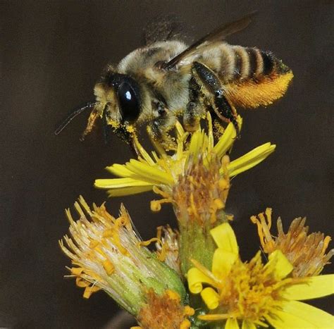 Leaf Cutter Bees - Allotment Garden Diary