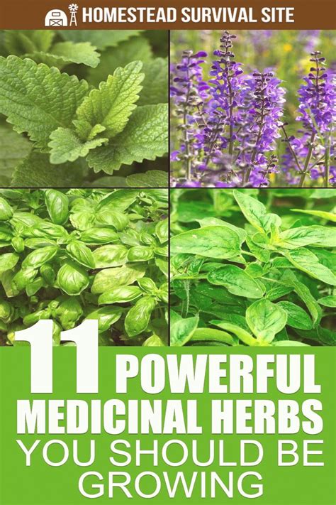 11 Powerful Medicinal Herbs You Should Be Growing In 2020 Medicinal