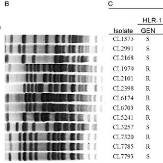 Pulsed Field Gel Electrophoresis PFGE Profiles Of Sma I Digested DNA