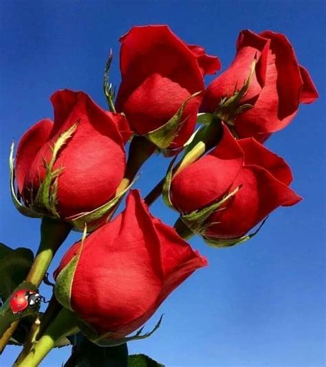 Pin By Eunice Lima On Inspira O Para Pintar Beautiful Roses Red