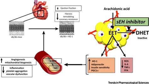 Epoxyeicosatrienoic Acid As Therapy For Diabetic And Ischemic