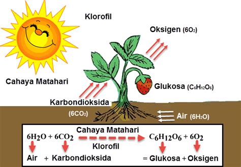 Proses Fotosintesis Pada Tumbuhan Menghasilkan Homecare24