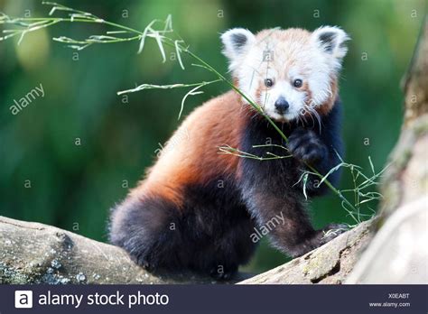 Red Panda Side View High Resolution Stock Photography And Images Alamy