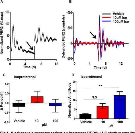 Figure From Cardiomyocyte Circadian Oscillations Are Cell Autonomous