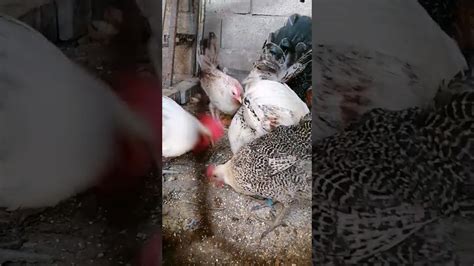 عظمة الديك الفيومي Chicken تربيةالدجاجالبلدي Chicks تربيةالدجاج