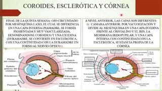 Embriologia Langman Capitulo Ojo Pptx