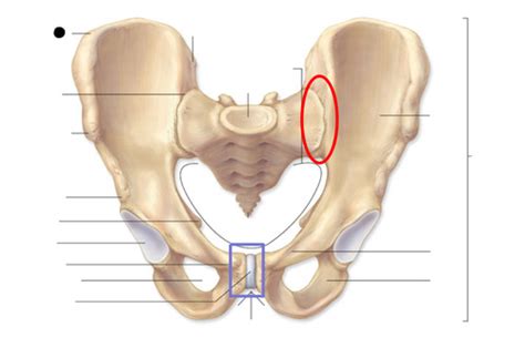 Lower Extremity Exam Flashcards Quizlet