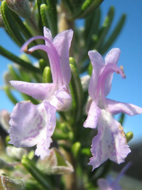 Rosemary Officinalis Pink Rememberance In 50mm Forestry Tube Trigg Plants