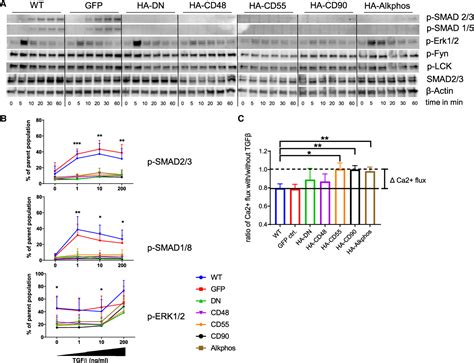 Figure From A Novel Gpi Anchored Dominant Negative Tgf Receptor Ii