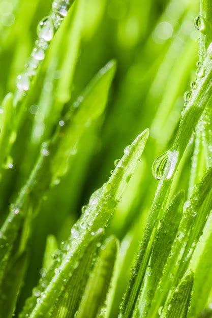 Premium Photo Abstract Macro Closeup Of Mature Wheatgras