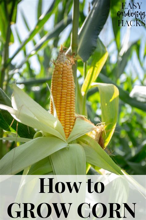 How To Grow Corn Easy Gardening Hacks™