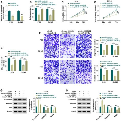 Circ 0085494 Knockdown Mediated PCa Cell Progression Was Reversed By