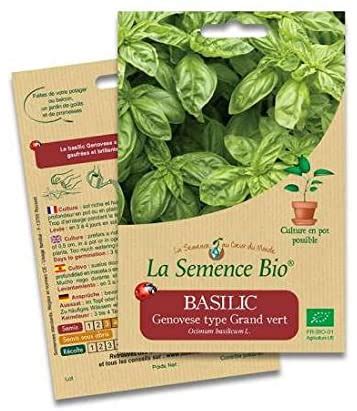 La Semence Bio Basilic Genovese Type Grand Vert Halte Terre Native