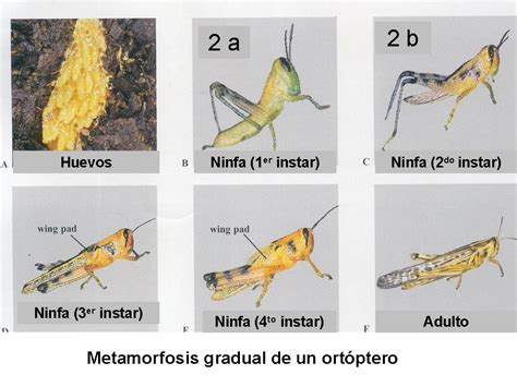 Larvas De Insectos Acuáticos