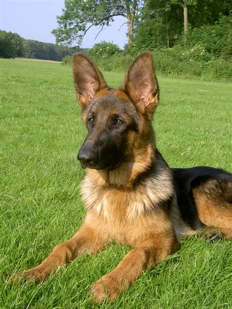 Free Images : dog, german, shepherd 1944x2592 - Wineke1968 - 1571589 ...