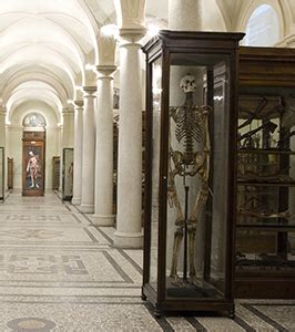 Anatom Museo Di Anatomia Umana Luigi Rolando Universit Di Torino