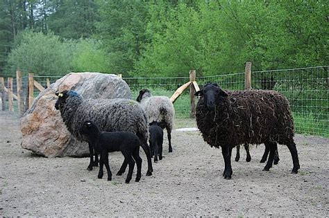 Wildpark Mv Ziegen Und Schafe Im Wildpark Mv