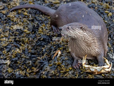 River Otter eating a crab in Victoria, BC, Canada Stock Photo - Alamy