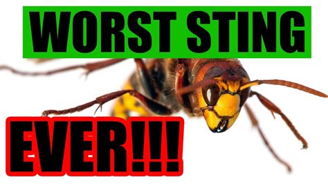 The Top 5 Worst Stings Ever What Hurts Worst From An Expert Who