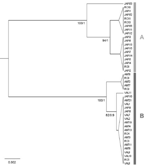 Phylogenetic Inference Obtained By Maximum Likelihood Ml Each Branch