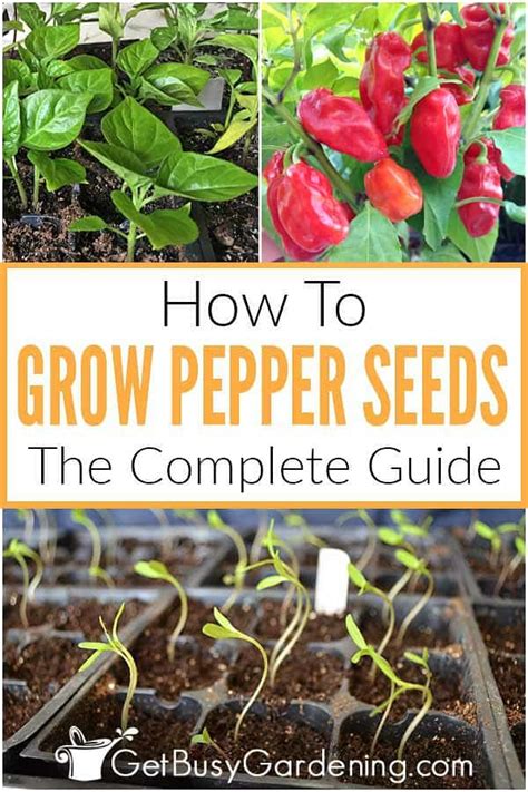 Growing Peppers From Seed The Complete How To Guide Get Busy Gardening