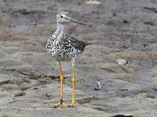 Greater Yellowlegs Ebird