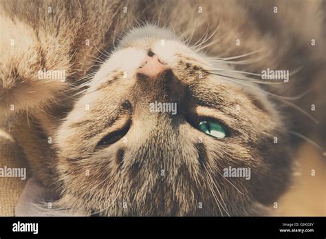 Close Up Of Ginger Cat Lying On His Back And Looks At The Camera Stock