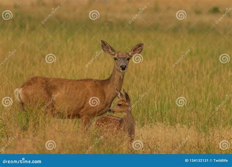 Mule Deer Doe and Fawn stock image. Image of cute, summer - 134132131