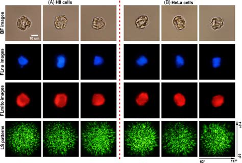 Differentiating Single Cervical Cells By Mitochondrial Fluorescence