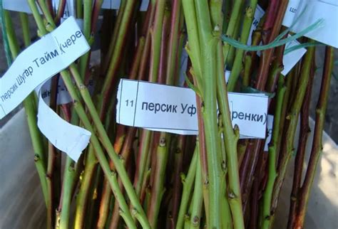 Прививка деревьев черенком: когда и как правильно проводить ...