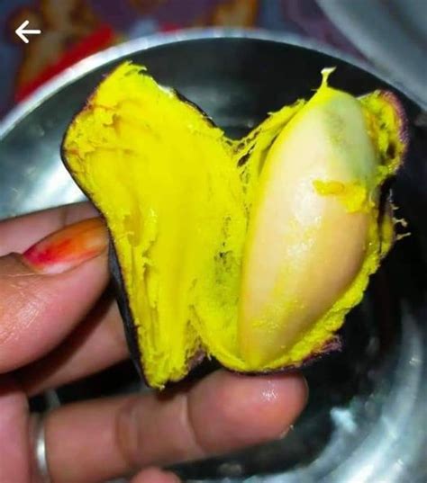The Kembayau Fruit Live Plant Dacryodes Rostrata Veliyathgardens