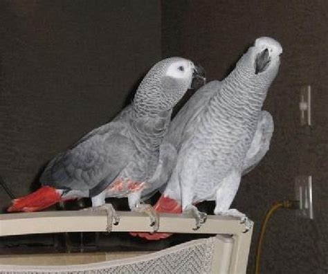 Male And Female Talking African Grey Parrots Malta Business Directory