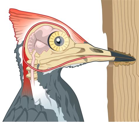 15 Woodpecker Beak Facts - Facts.net