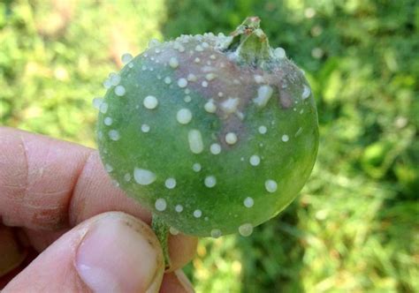 Fire Blight Symptoms Causes And Treatment Fusion 360