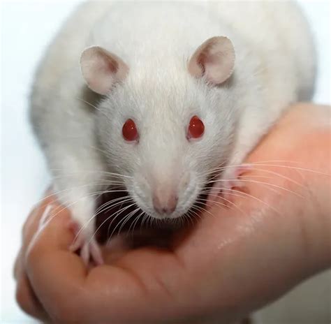 Albino Rat — Stock Photo © Zastavkin 1341393