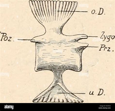 stämme der wirbeltiere Evolución Paleontología Vertebrados