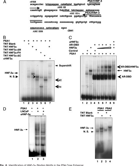 Figure From The Role Of Hepatocyte Nuclear Factor Alpha Forkhead