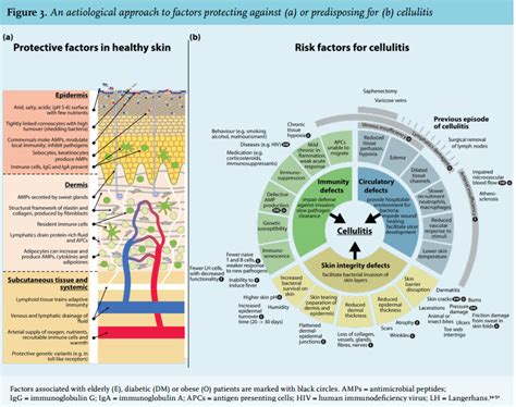 Article Cellulitis Current Insights Into Pathophysiology And Clinical Management Full Text